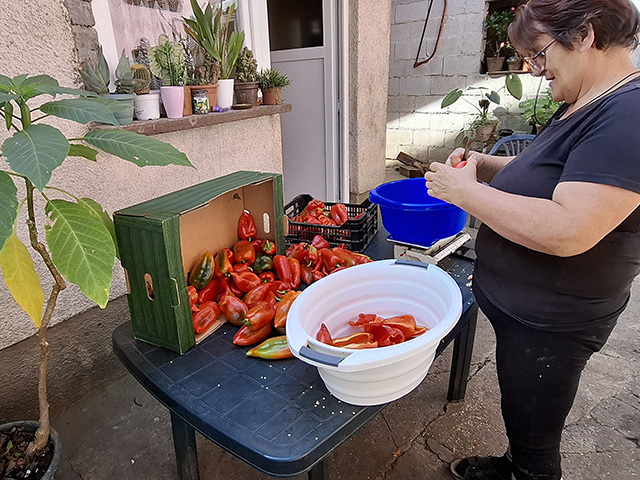 Danas ubrana paprika odmah je očipćena za pripremu ajvara/Snimio Marko ČULJAT, Lika press                                                                                                                                                                 
