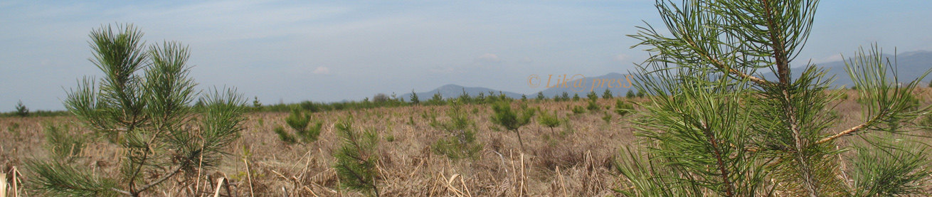 aaa
