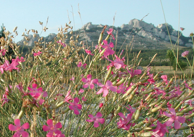 velebit