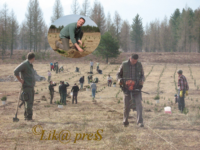 šuma medak