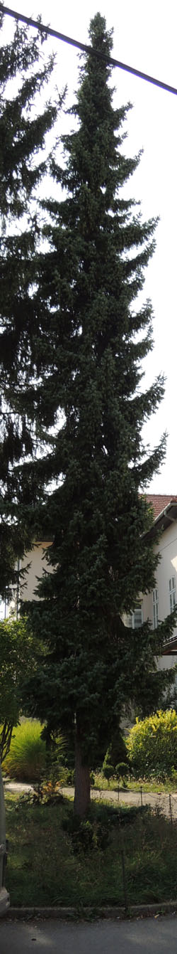 šumari